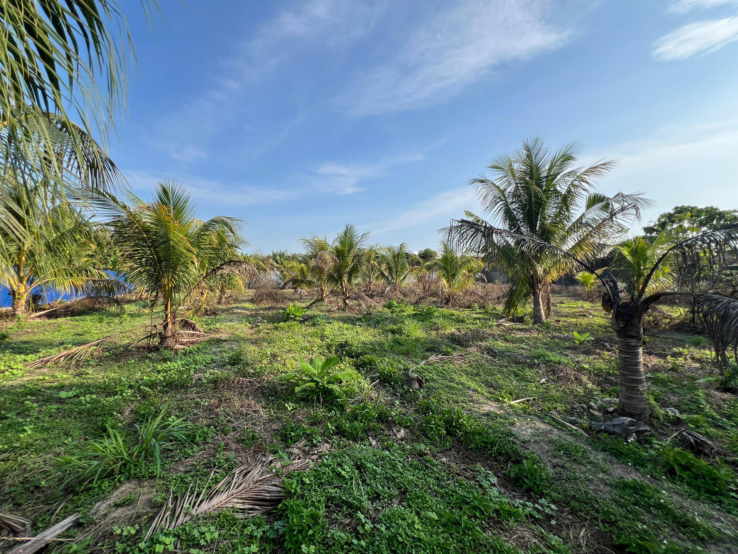 Gopeng Agricultural Land - Image 1